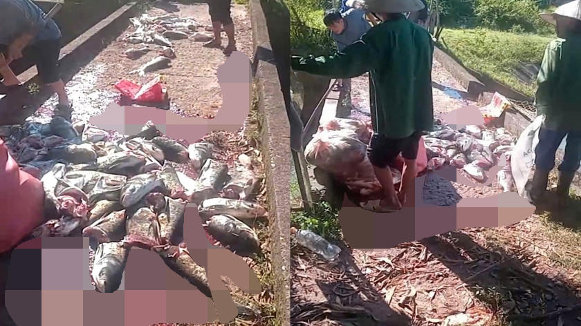 Cá đứt đầu, đuôi chết hàng loạt trôi về sau cống lấy nước của hồ Kẻ Gỗ