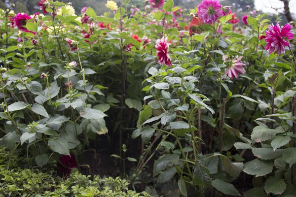 Cận Tết, nhiều chậu hoa Tết ven Hồ Gươm bị mất trộm