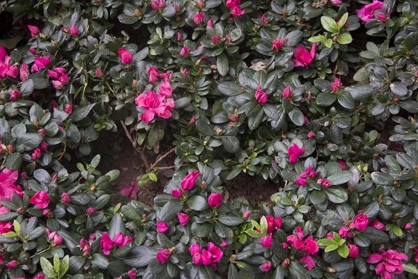 Cận Tết, nhiều chậu hoa Tết ven Hồ Gươm bị mất trộm