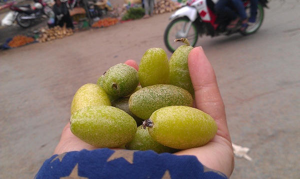 Giật mình đặc sản nhót xanh Yên Bái lên 200 ngàn đồng/kg