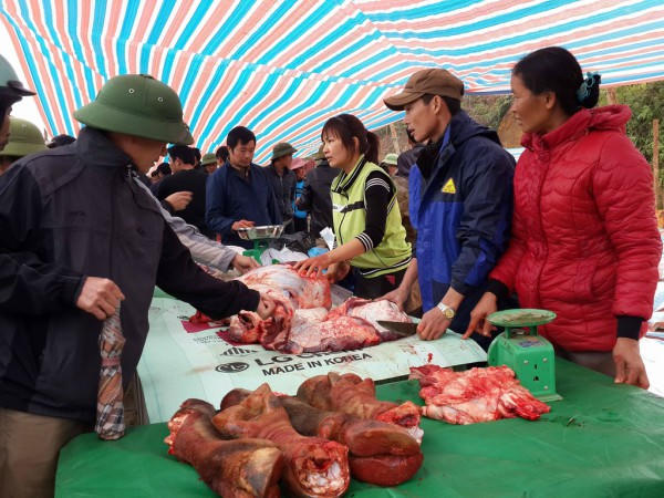 Trâu chọi xong, thịt được bán giá 500.000đ/kg