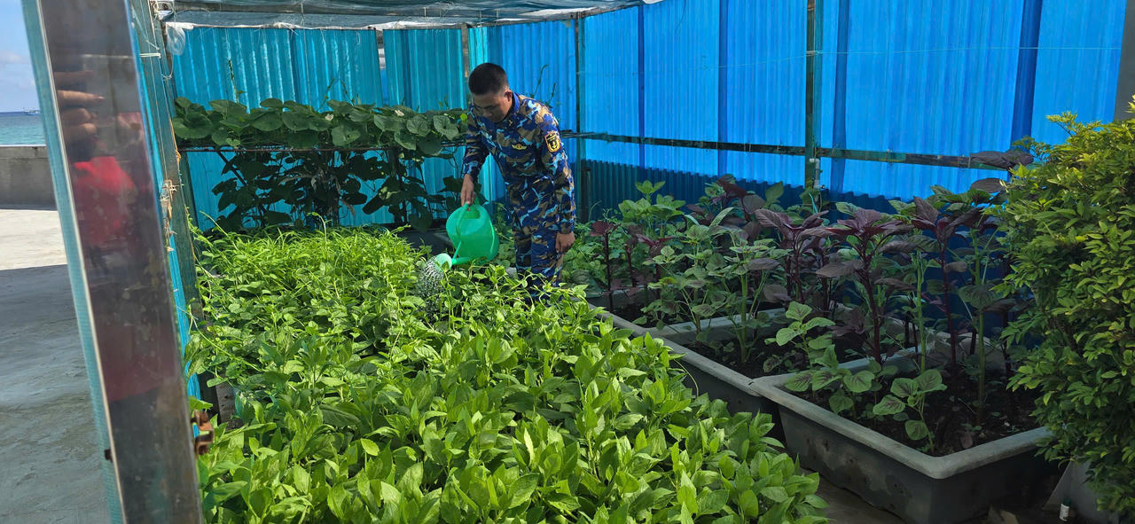 Sức sống mới trên đảo Trường Sa