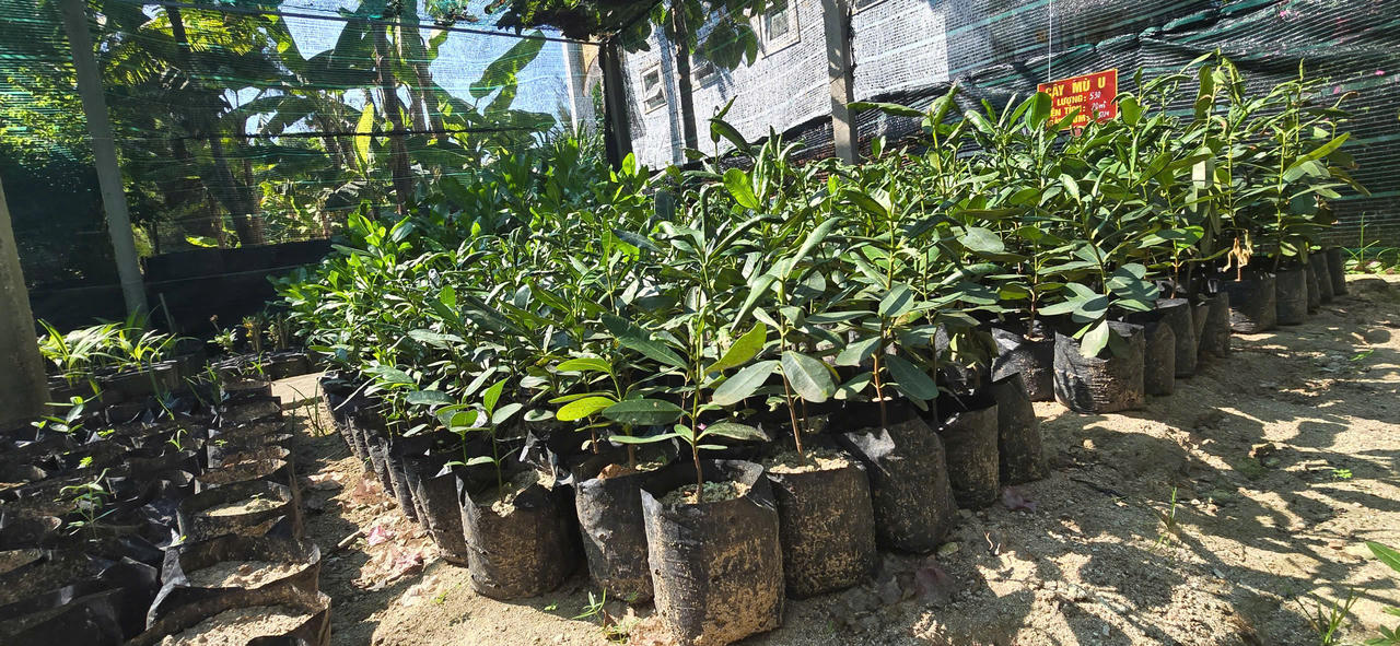 Sức sống mới trên đảo Trường Sa