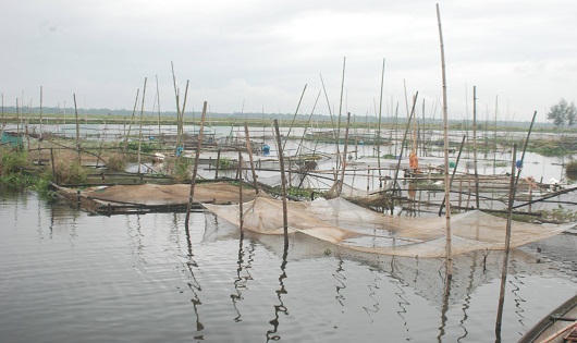 Hàng chục tấn cá chết trên sông Đại Giang