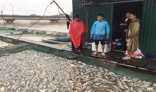 Hàng chục tấn cá nuôi lồng chết trắng vì lũ