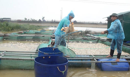 Hàng chục tấn cá nuôi lồng chết trắng vì lũ