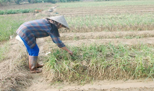 Người dân điêu đứng trước hàng chục hecta hành lá chết do lũ