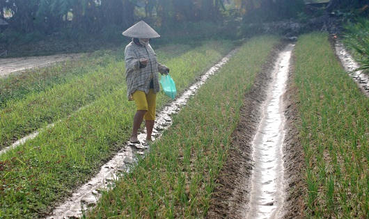 Người dân điêu đứng trước hàng chục hecta hành lá chết do lũ