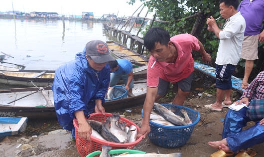 Người dân điêu đứng trước cảnh cá nuôi lồng chết hàng loạt