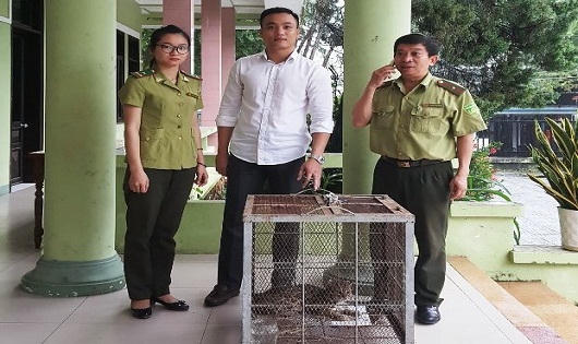 Thừa Thiên Huế: Tiếp nhận và tái thả cá thể mèo rừng quý hiếm về thiên nhiên