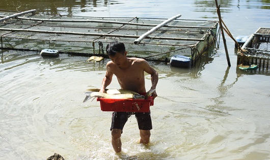 Hàng chục tấn cá nuôi lồng chết trên sông Bồ, người dân điêu đứng