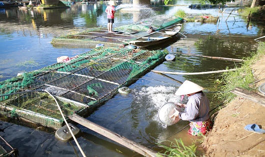 Hàng chục tấn cá nuôi lồng chết trên sông Bồ, người dân điêu đứng
