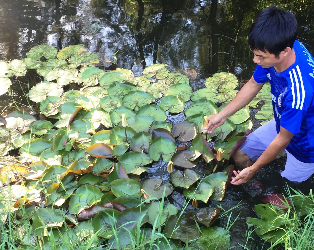 Trồng hoa trên bùn, chàng nông dân 8x thu hàng trăm triệu đồng mỗi năm