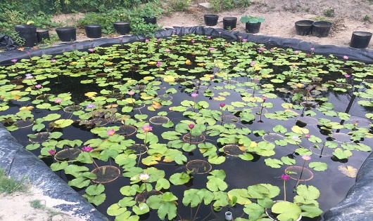 Trồng hoa trên bùn, chàng nông dân 8x thu hàng trăm triệu đồng mỗi năm