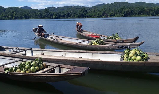 Lễ hội Thanh trà xứ Huế chính thức khai hội
