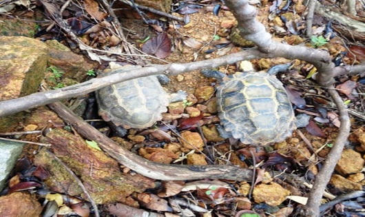 Thả nhiều động vật qúy hiếm về tự nhiên