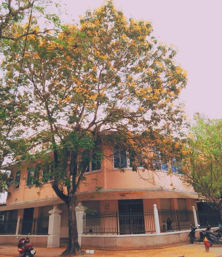 Nao lòng muôn sắc hoa mùa hạ trong lòng xứ Huế