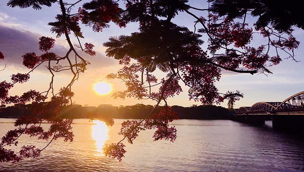 Nao lòng muôn sắc hoa mùa hạ trong lòng xứ Huế