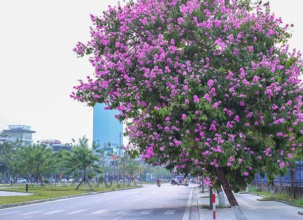 Nao lòng muôn sắc hoa mùa hạ trong lòng xứ Huế