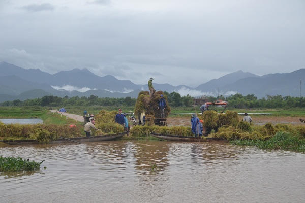 Thừa Thiên-Huế: Nông dân tất bật gặt lúa chạy lũ