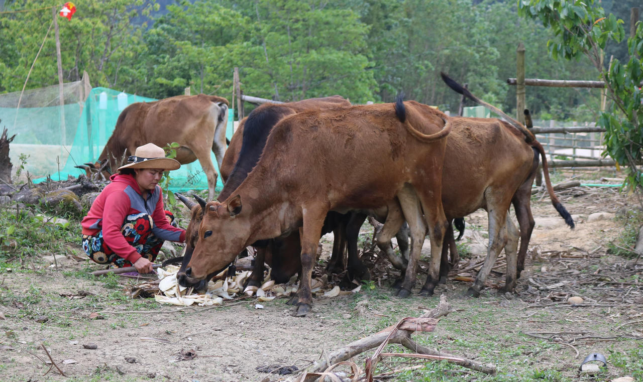 Tín dụng chính sách đồng hành cùng đồng bào dân tộc thiểu số A Lưới phát triển kinh tế