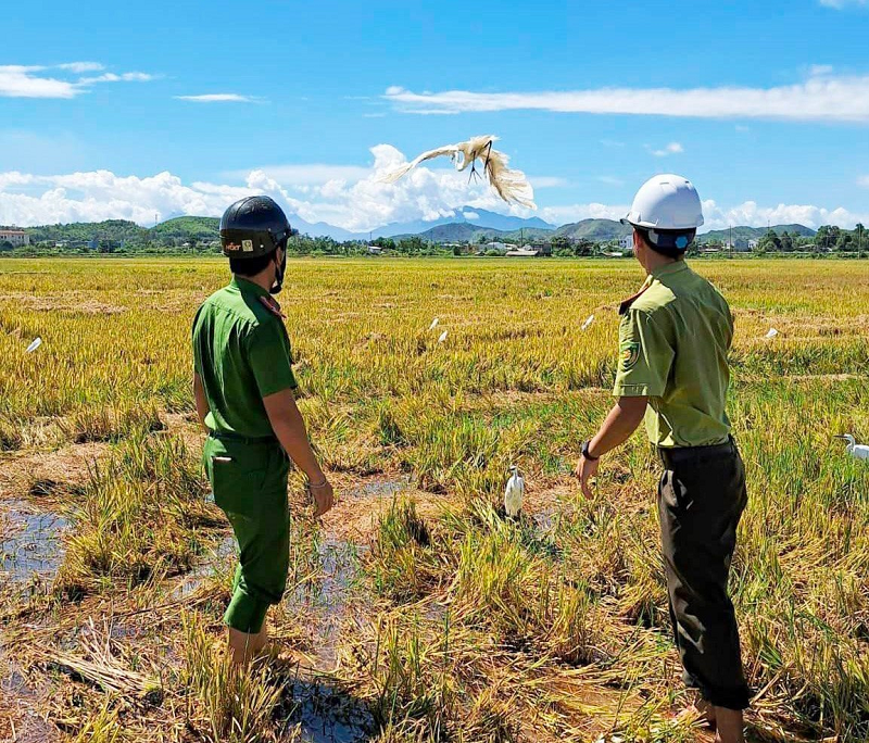 Phá hủy hàng trăm cạm bẫy, giải cứu chim trời 