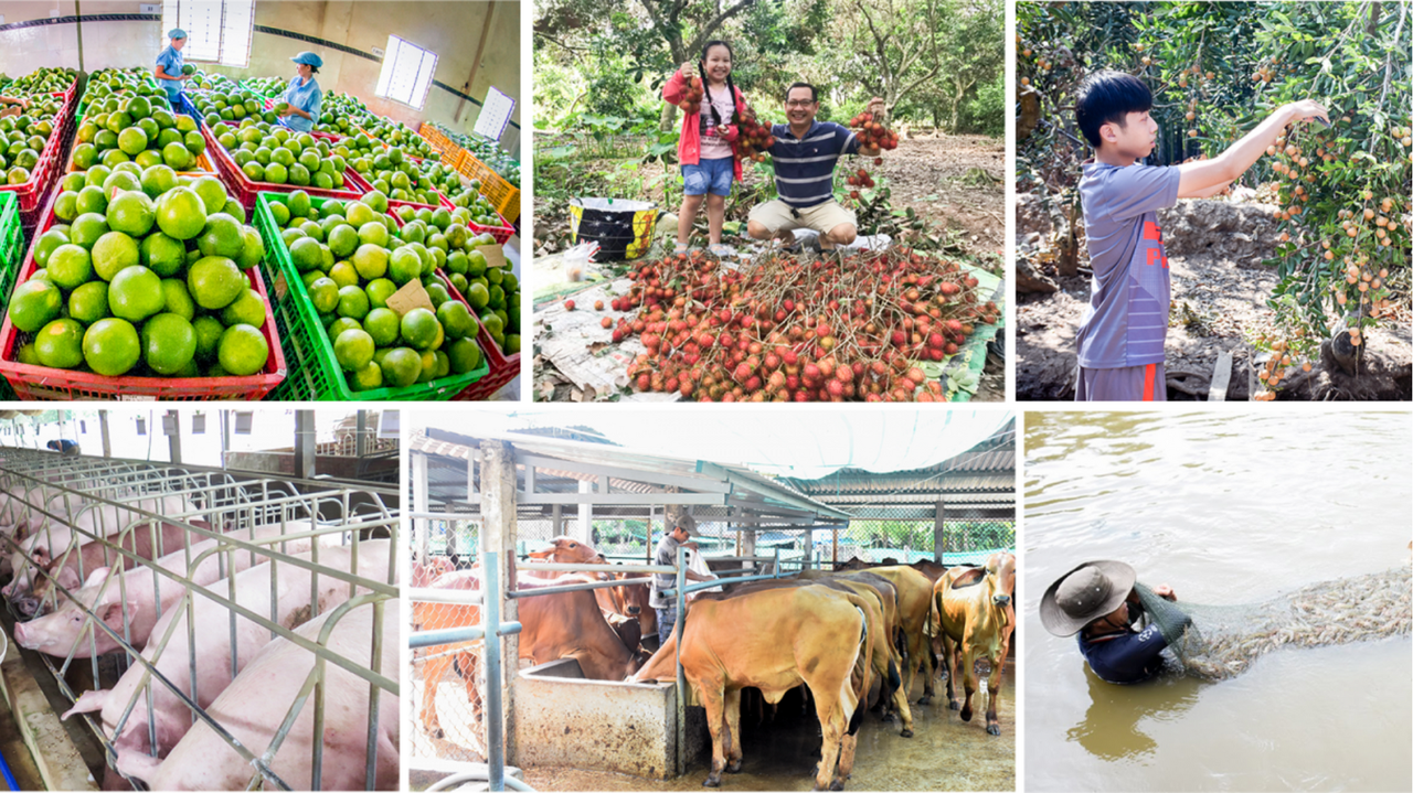 Bến Tre nỗ lực phát triển nông nghiệp toàn diện theo hướng hiện đại