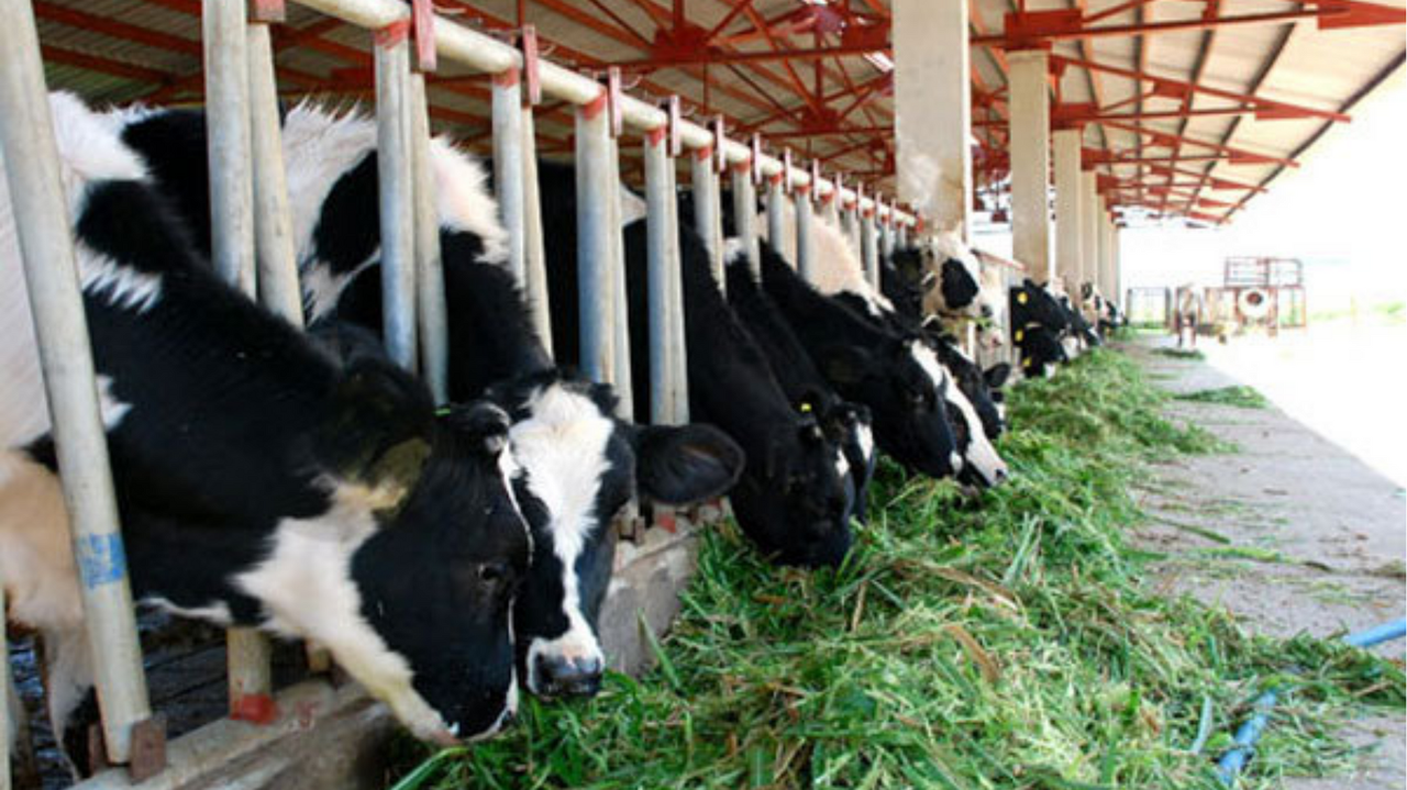 Bến Tre nỗ lực phát triển nông nghiệp toàn diện theo hướng hiện đại