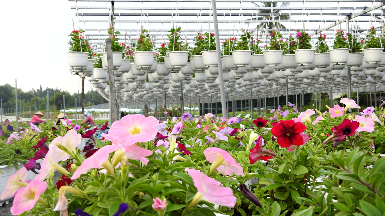 Khát vọng vươn tầm hoa kiểng, cây giống thương hiệu Bến Tre