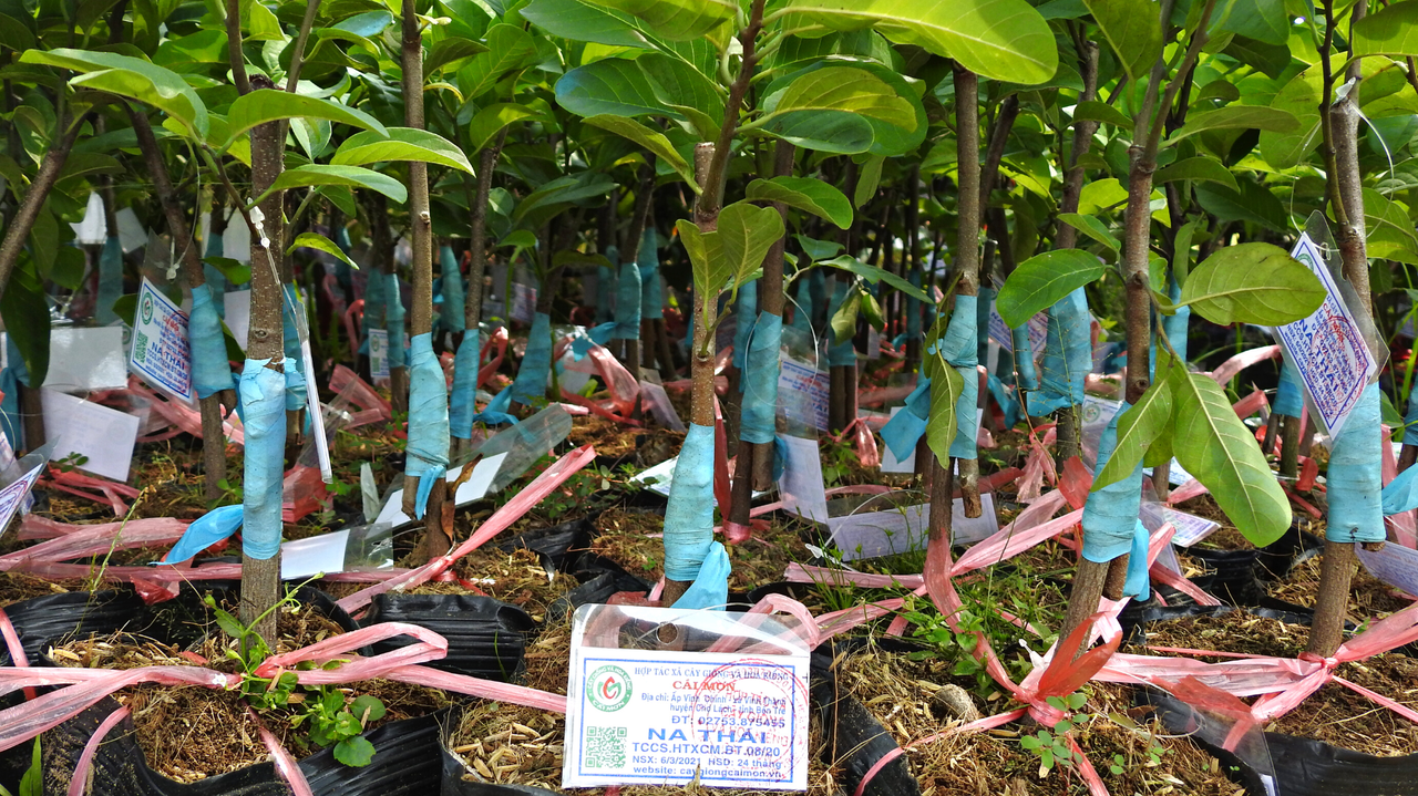 Khát vọng vươn tầm hoa kiểng, cây giống thương hiệu Bến Tre