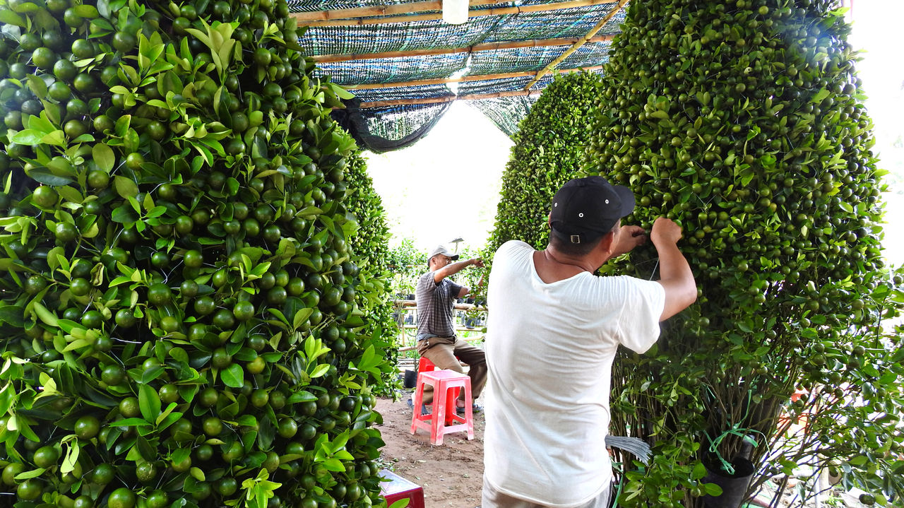 Khát vọng vươn tầm hoa kiểng, cây giống thương hiệu Bến Tre