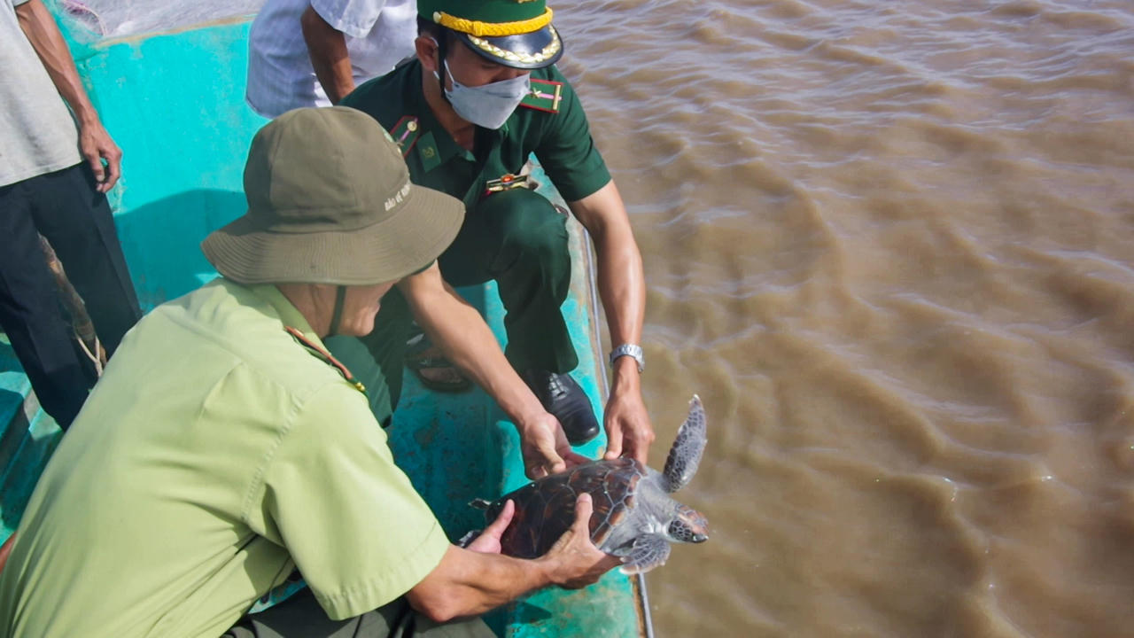 Thả 3 con rùa trong Sách đỏ về với biển