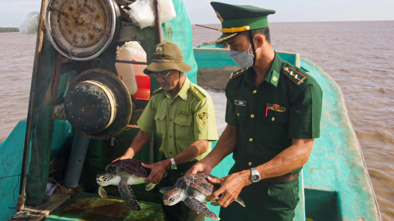 Thả 3 con rùa trong Sách đỏ về với biển