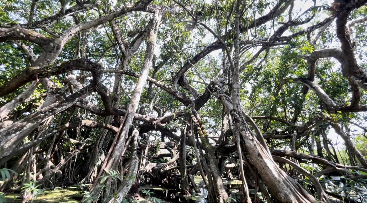 Cát Tiên - Sự quyến rũ từ miền hoang dã