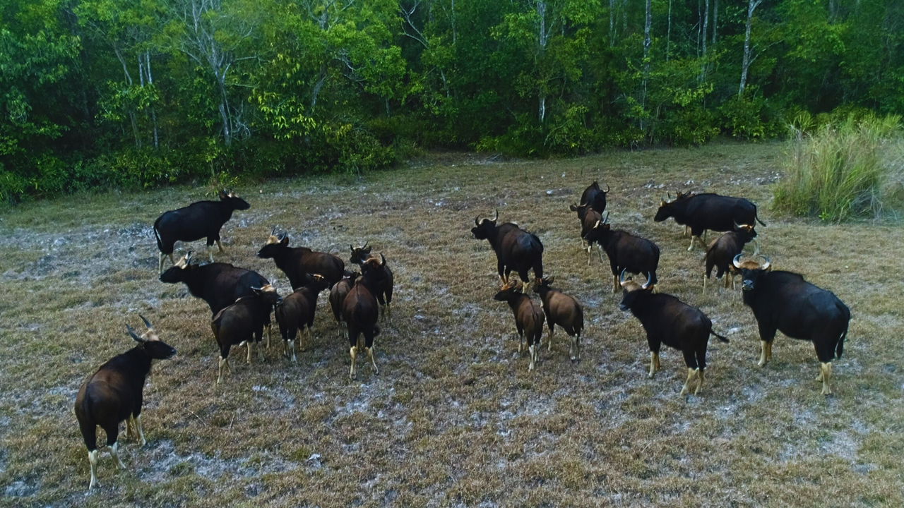 Cát Tiên - Sự quyến rũ từ miền hoang dã