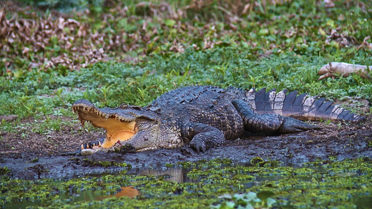 Cát Tiên - Sự quyến rũ từ miền hoang dã