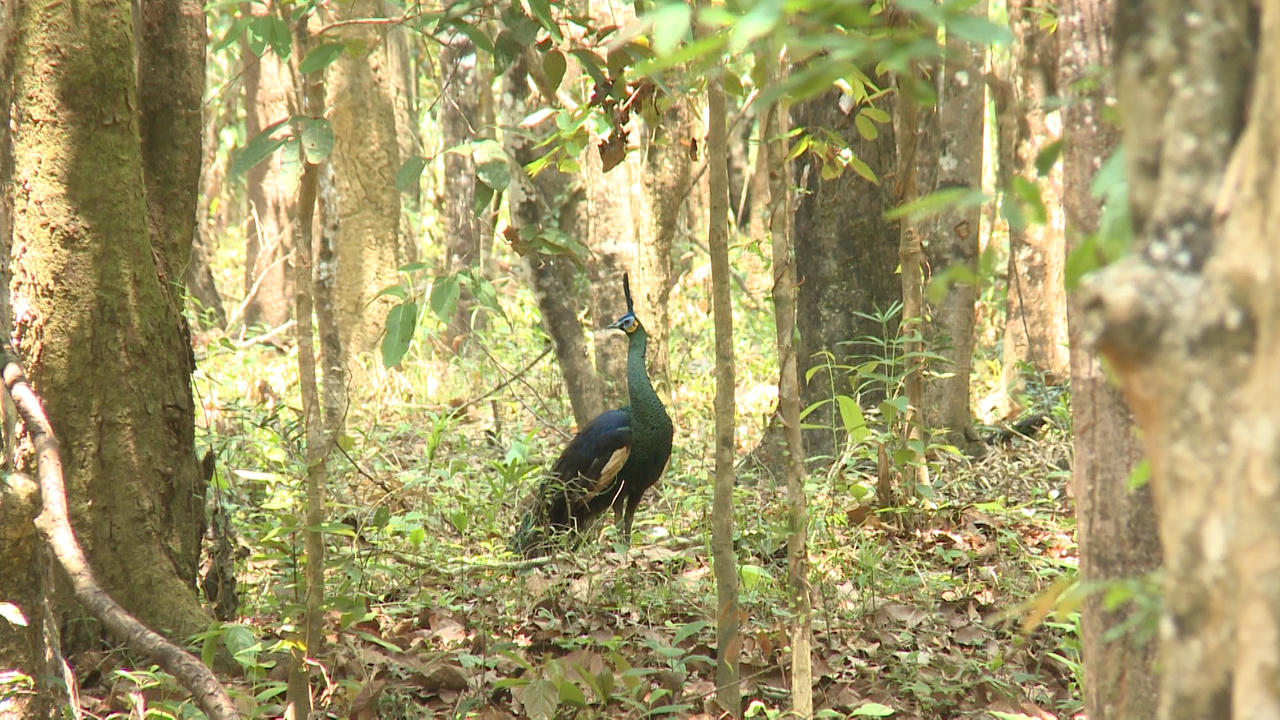 Cát Tiên - Sự quyến rũ từ miền hoang dã