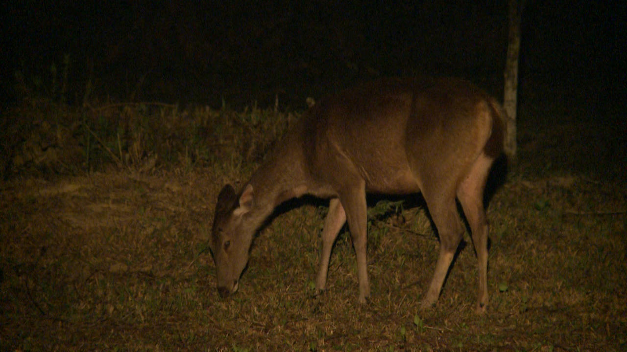 Cát Tiên - Sự quyến rũ từ miền hoang dã