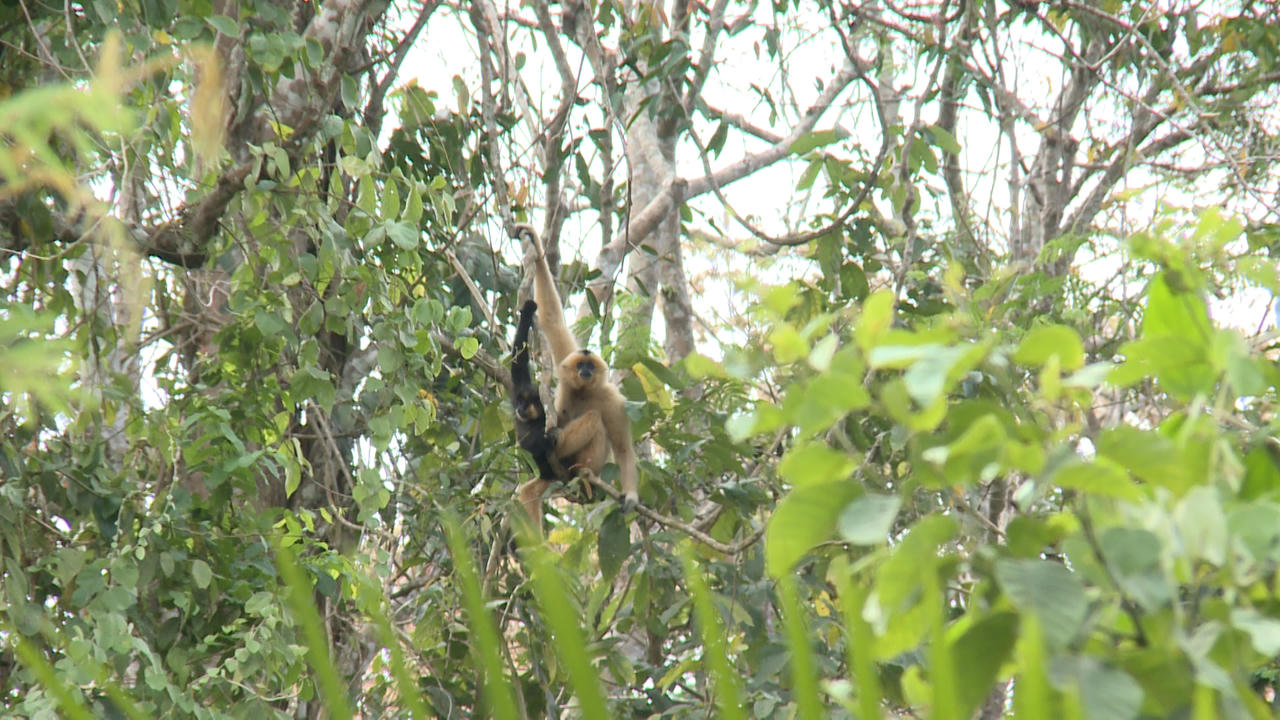 Cát Tiên - Sự quyến rũ từ miền hoang dã