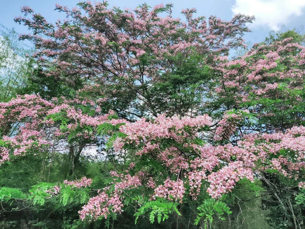 “Hoa hậu Sinh thái Thiếu niên Việt Nam 2023” đã chính thức khởi động