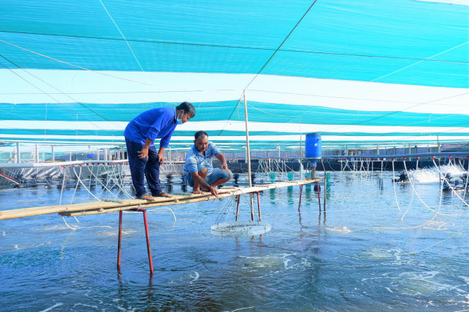 Tăng giá trị tôm biển nhờ ứng dụng công nghệ cao trong bối cảnh biến đổi khí hậu