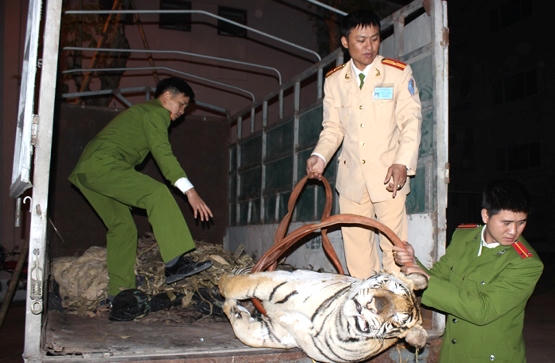 Bắt đối tượng vận chuyển cá thể hổ nặng 120kg trái phép