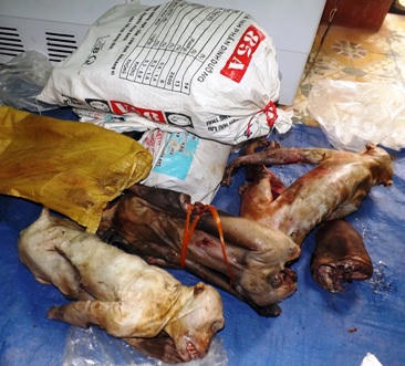 Bắt đối tượng chuyên buôn bán động vật hoang dã