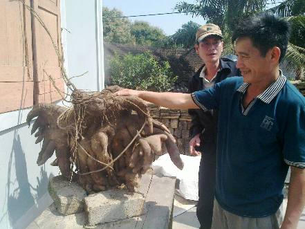“Lộc” mùng 6 Tết: Đào được củ khoai vạc nặng gần 50kg