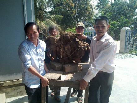 “Lộc” mùng 6 Tết: Đào được củ khoai vạc nặng gần 50kg