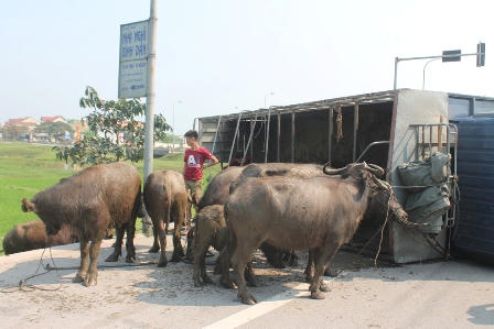 Xe tải chở trâu bò lật giữa đường, 5 người thoát chết