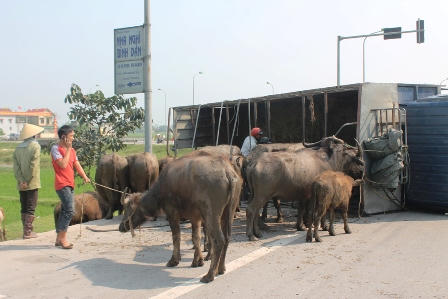 Xe tải chở trâu bò lật giữa đường, 5 người thoát chết