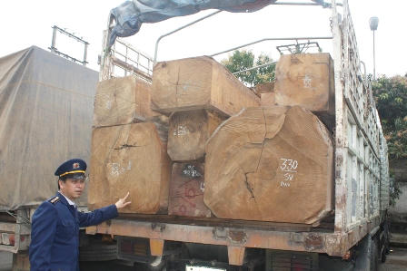 Bắt 11 xe biển số Lào chở gỗ “khủng” về Việt Nam