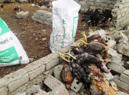 Lốc xoáy và động đất liên tiếp xảy ra ở Nghệ An