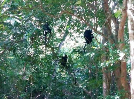 Thả 5 con voọc quý về lại thiên nhiên